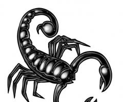 Характеристика скорпиона мужчины рожденного в год петуха